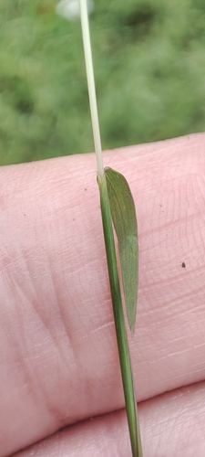 Image of Polytrias indica by no rights reserved