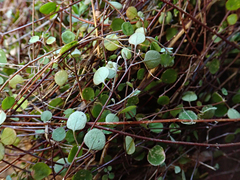 Chenopodium allanii