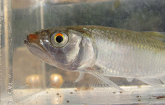 Opsariichthys bidens