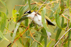 Melithreptus albogularis inopinatus