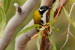 Melithreptus albogularis inopinatus