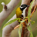 Eastern White-throated Honeyeater - Photo (c) Julien Renoult, some rights reserved (CC BY), uploaded by Julien Renoult