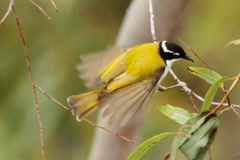 Melithreptus albogularis inopinatus