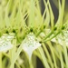 Brassia - Photo (c) Jon Sullivan, algunos derechos reservados (CC BY)