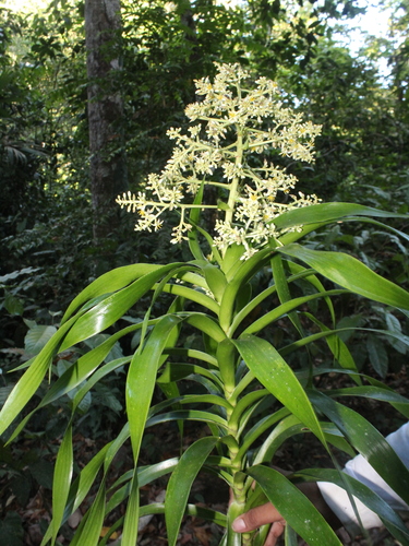 Dracaena americana image
