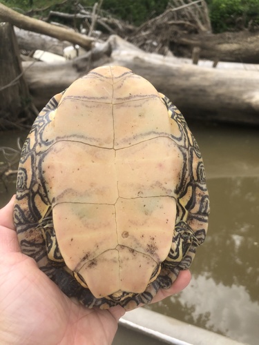 Black-knobbed Map Turtle