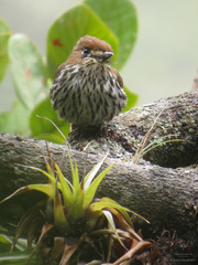 Micromonacha lanceolata