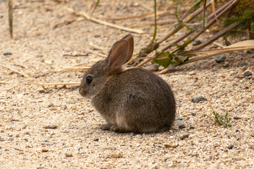 iNaturalist observation photo of Brush Rabbit