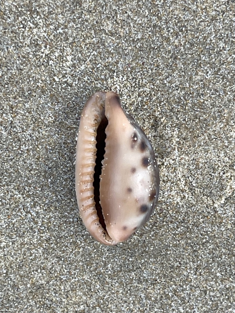 yellow-toothed cowrie from Woolgoolga Beach, Woolgoolga, NSW, AU on May ...