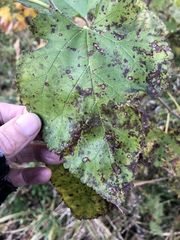 Cercospora moricola