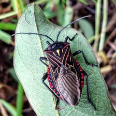Pachylis pharaonis