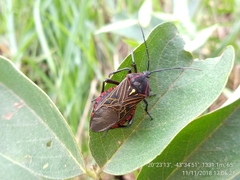 Pachylis pharaonis