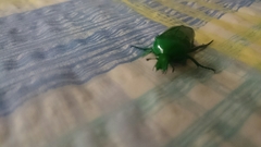 Ischiopsopha wallacei