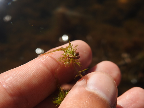 Alternateflower watermilfoil (Myriophyllum alterniflorum)