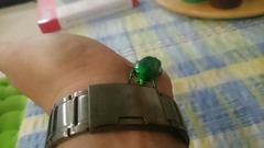 Ischiopsopha wallacei