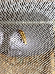 Semiotus ligneus image