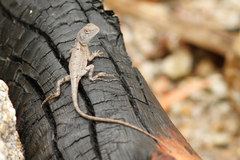 Diporiphora australis