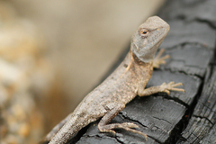 Diporiphora australis