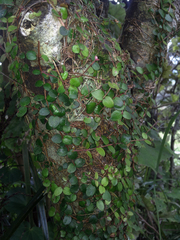 Metrosideros carminea