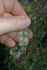 Metrosideros carminea