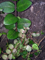 Metrosideros carminea