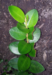 Metrosideros carminea