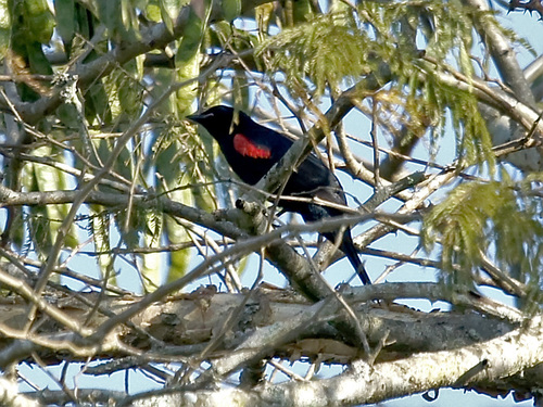 Red-shouldered Cuckooshrike