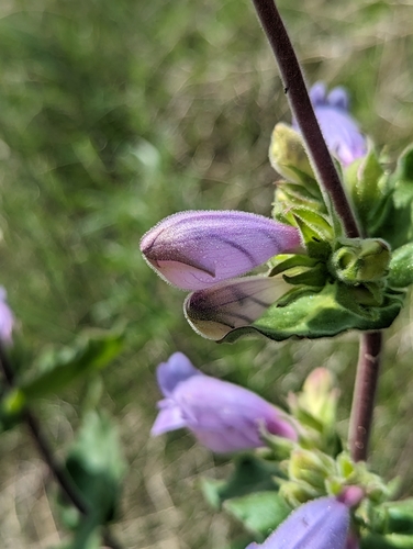 Image of Penstemon glandulosus by (c) My-Lan Le, some rights reserved (CC BY)
