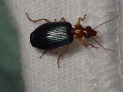 Lebia scapula