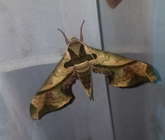 Adhemarius dariensis