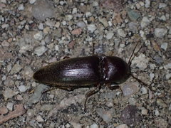 Diplostethus opacicollis