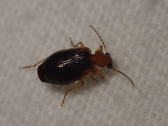 Lebia scapula