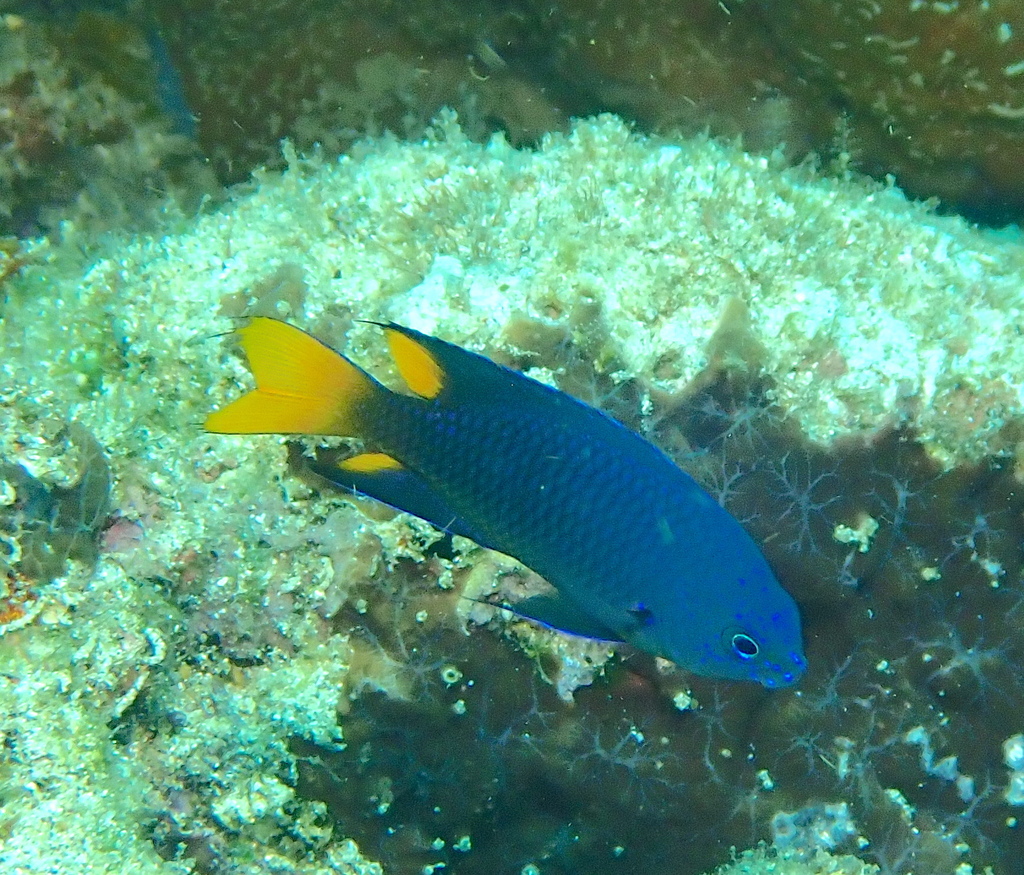 Philippine Damsel