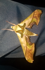 Adhemarius dariensis