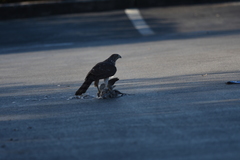 Accipiter cooperii image