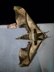 Adhemarius dariensis