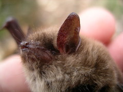 Brandt's Myotis photo 3