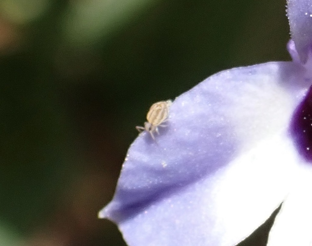 Prorastriopes coalingaensis