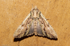 Meterana decorata