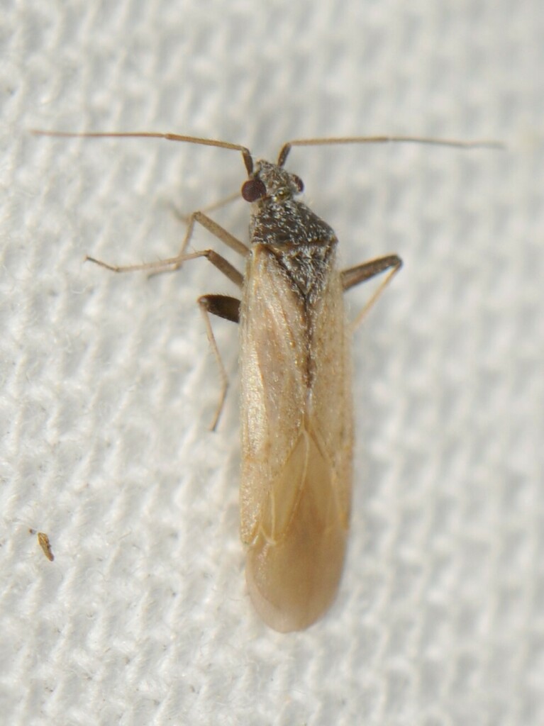 Parthenicus basicornis