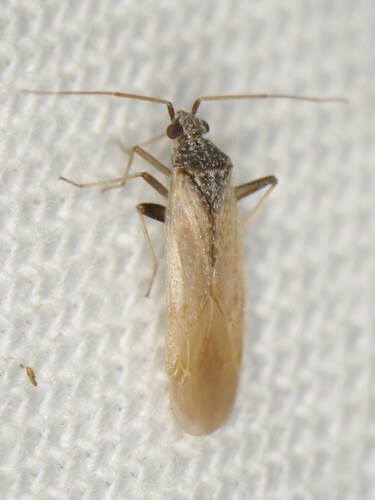 Parthenicus basicornis
