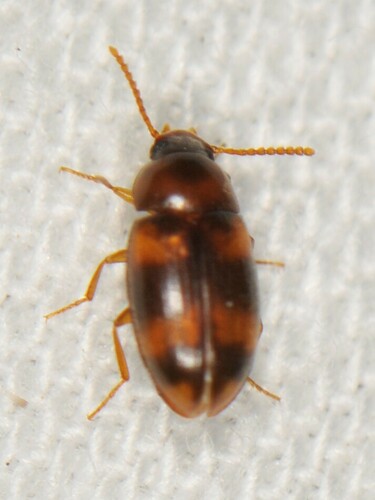 Darkling beetle photo 3