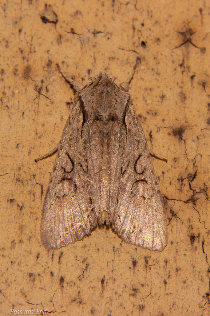 Ichneutica skelloni