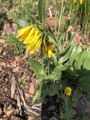 Wyethia arizonica