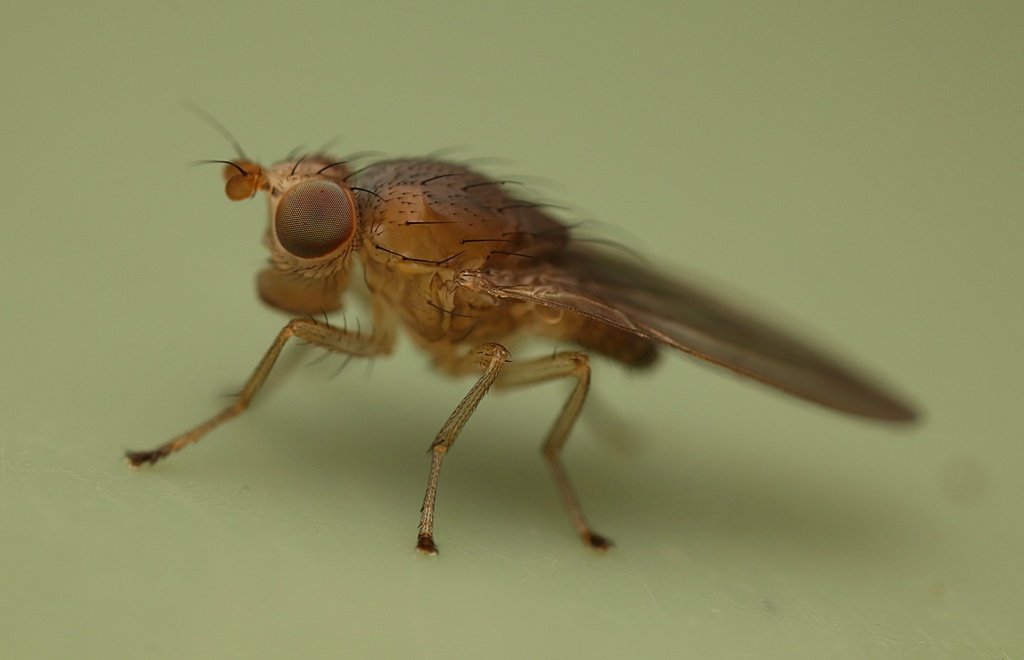 Acalyptrate Flies from Kaeo, New Zealand on May 01, 2022 at 05:08 PM by ...