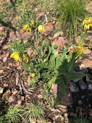 Wyethia arizonica
