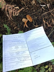 Lactarius luculentus