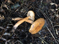 Lactarius luculentus