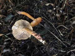 Lactarius luculentus