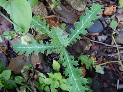Argemone mexicana